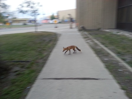 Syncrude, Ft McMurray AB, Fox at entrance